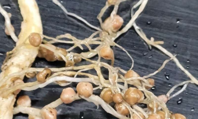 Nitrogen-fixing genes moved into new bacterial strains, opening path beyond fertilizer