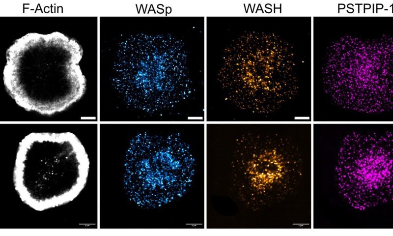 T-Cell Synapse Formation Is Restrained by PTPN22–PSTPIP1 Signaling