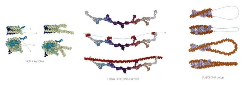 Open-source software unlocks rapid DNA structure generation and analysis in one workflow