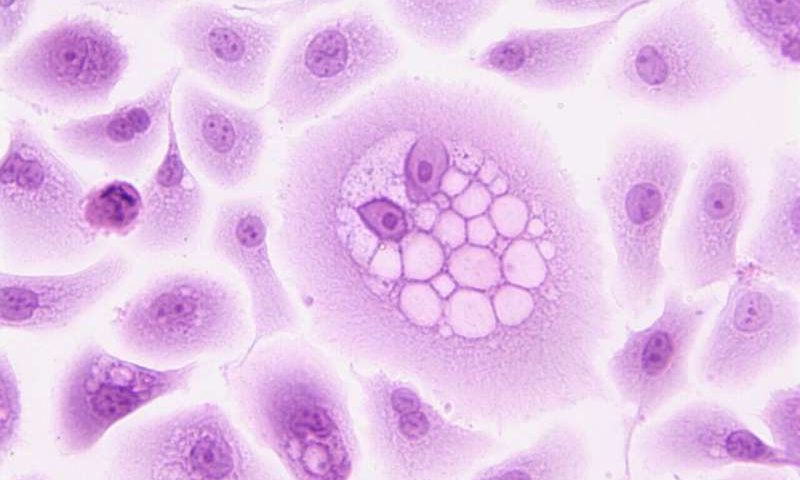 Cancer researchers present advances and emerging treatments