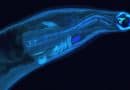 Genetically modified hookworms produce and deliver therapeutics