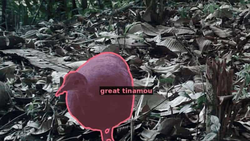 Visual AI tracks nearly 100 wildlife species to improve conservation