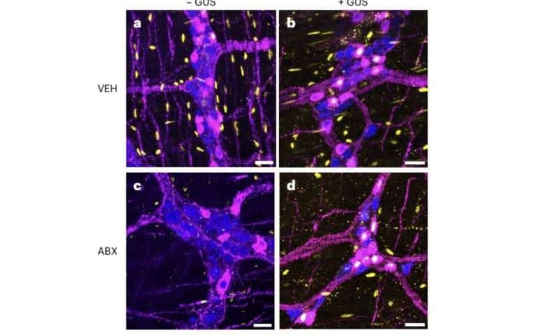 Gut microbes unlock hormone signaling that regulates gut movement, study suggests
