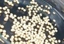 Biopolymer beads extend fungus bioinsecticide shelf life and release