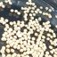 Biopolymer beads extend fungus bioinsecticide shelf life and release