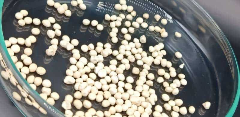 Biopolymer beads extend fungus bioinsecticide shelf life and release