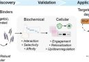 Custom protein binders zero in on near-identical disease targets with unprecedented selectivity