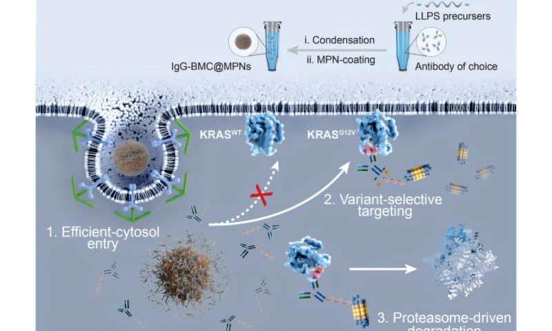 Novel synthetic biomolecule degrades disease-related proteins