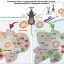 Retraining the immune system to treat type 1 diabetes