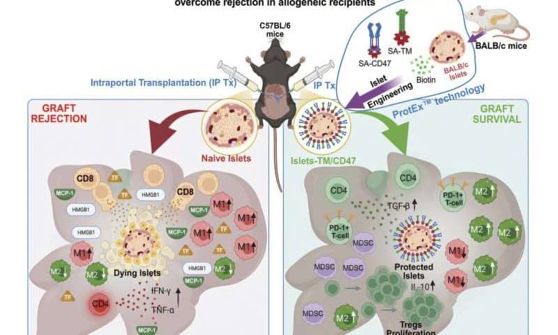 Retraining the immune system to treat type 1 diabetes