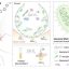 Ultrasound turns anticancer molecule into deep-lung bacteria killer