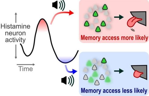 Moment-to-moment memory access may depend on histamine neuron swings