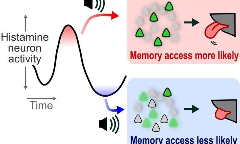Moment-to-moment memory access may depend on histamine neuron swings