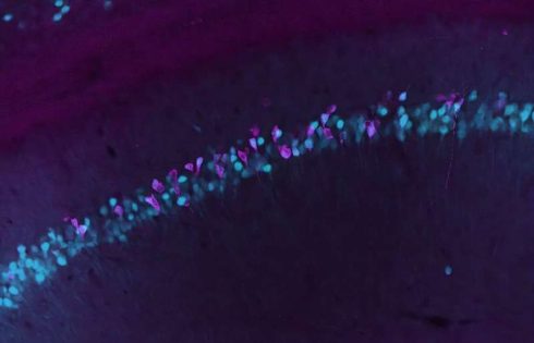 Living brain gene activity revealed noninvasively through programmable blood test