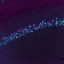 Living brain gene activity revealed noninvasively through programmable blood test