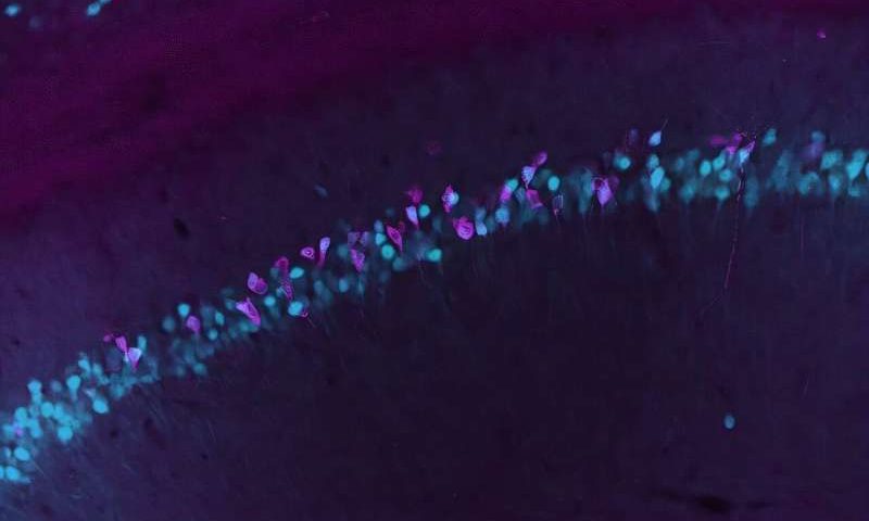 Living brain gene activity revealed noninvasively through programmable blood test