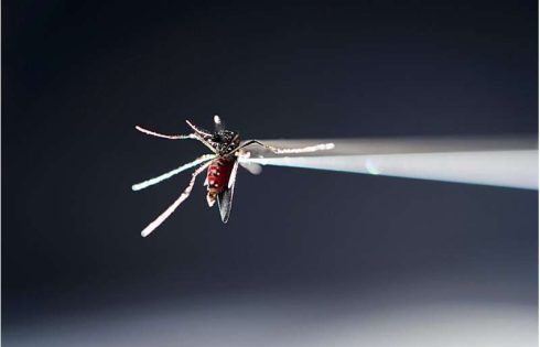 Prenatal Zika exposure may trigger vision, hearing and social changes despite seemingly healthy births