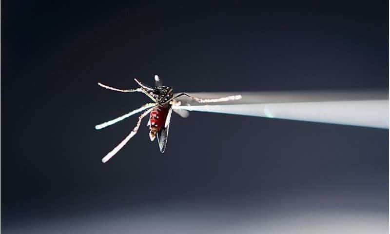 Prenatal Zika exposure may trigger vision, hearing and social changes despite seemingly healthy births